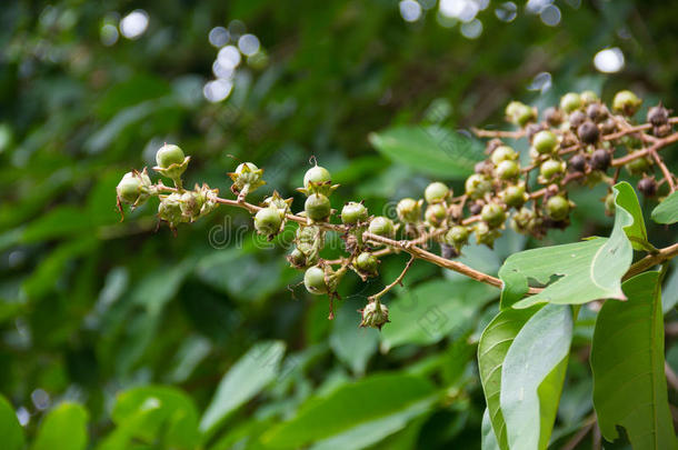 紫薇属花束<strong>月季</strong>种子.