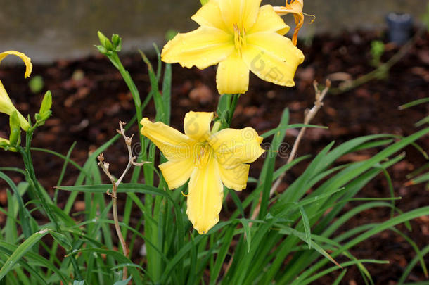 <strong>萱草</strong>属植物丁香,<strong>萱草</strong>属植物黄色的,柠檬百合花,Yemen也门