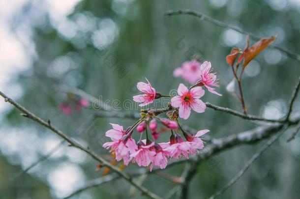 达拉,越南-二月17,2017:春季花,美丽的守护神