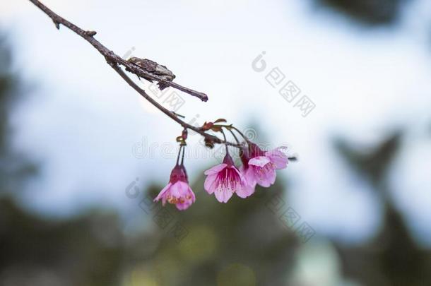 达拉,越南-二月17,2017:春季花,美丽的守护神