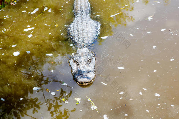 美国人短吻鳄采用弗罗里达州潮湿的土壤.Evergles国家的公园inFlorida佛罗里达国家公园的沼泽地国家的公园