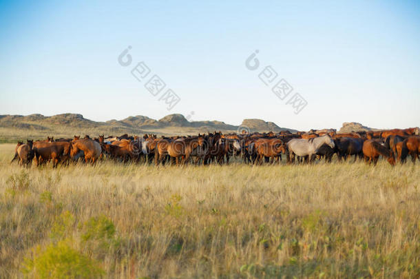 兽群关于马采用哈萨克人干草原