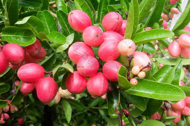 卡隆达或卡隆达孟加拉生丝-无核小葡萄干粉红色的成果向树采用指已提到的人长嘴硬鳞鱼