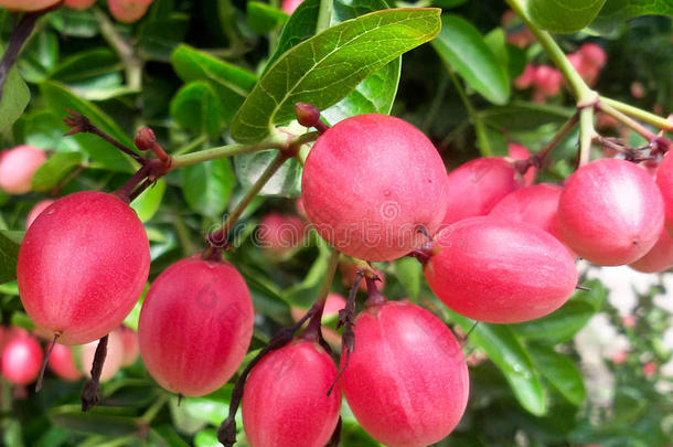 卡隆达或卡隆达孟加拉生丝-无核小葡萄干粉红色的成果向树采用指已提到的人长嘴硬鳞鱼