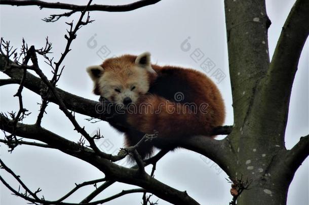 睡眠红色的熊猫