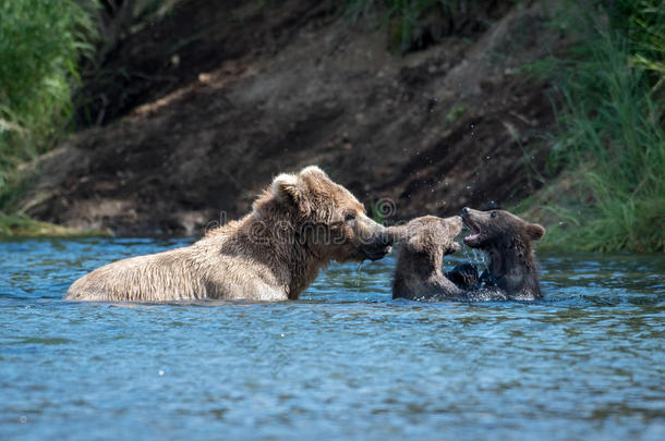 阿拉斯加州人棕色的熊播和两个幼小的兽