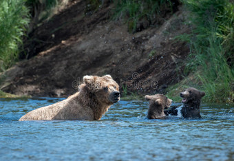 阿拉斯加州人棕色的熊播和两个幼小的兽图片