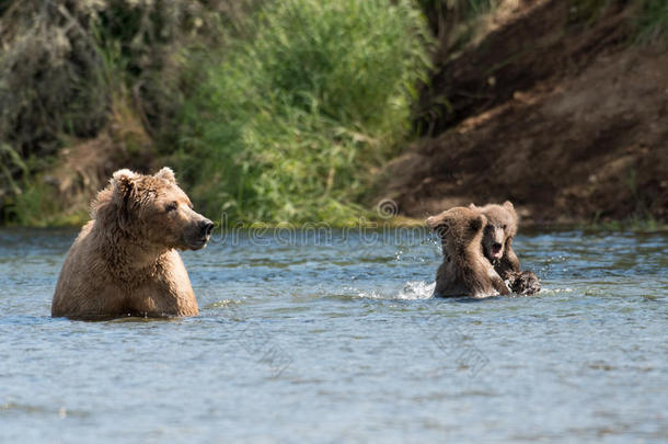 阿拉斯加州人棕色的熊播和两个幼小的兽
