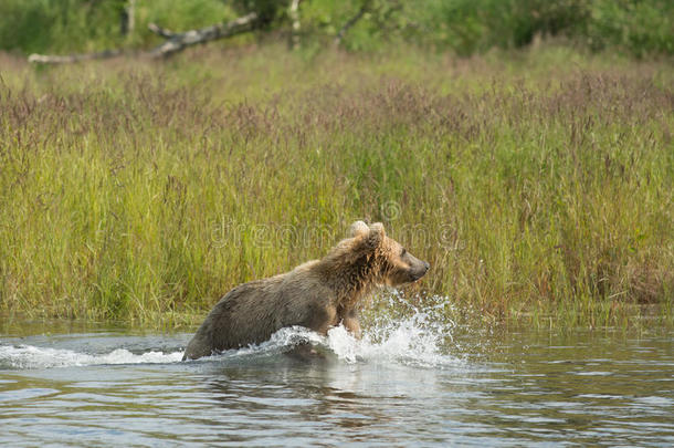 阿拉斯加州人棕色的熊幼小的兽跑步采用水