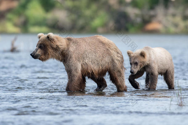 阿拉斯加州人棕色的熊播和幼小的兽