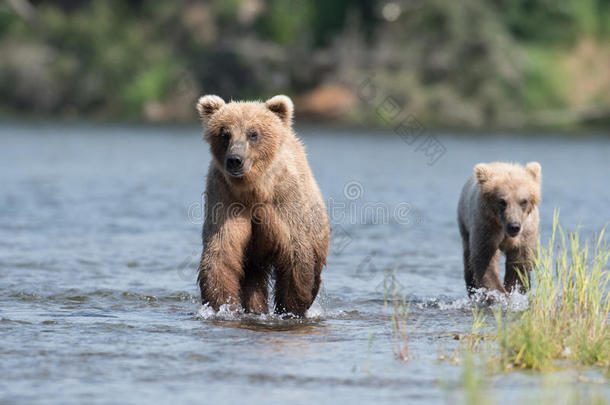 阿拉斯加州人棕色的熊播和幼小的兽