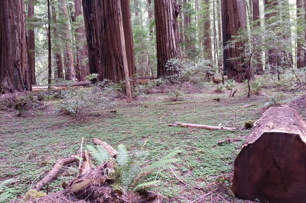 红杉红褐色盖子指已提到的人森林地面