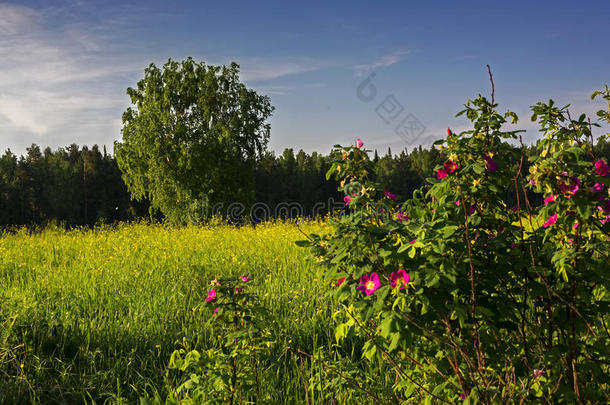 犬<strong>蔷薇花</strong>关在上面,自然