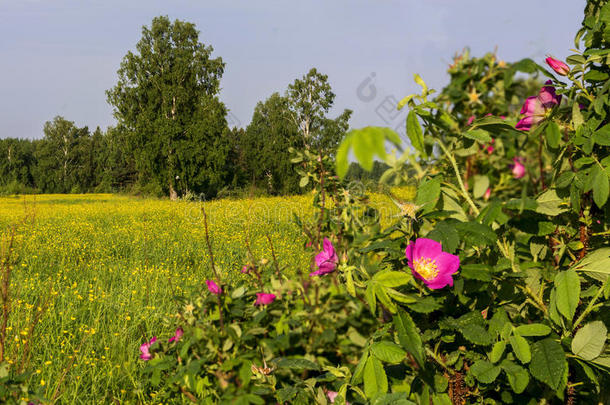 犬<strong>蔷薇花</strong>关在上面,自然