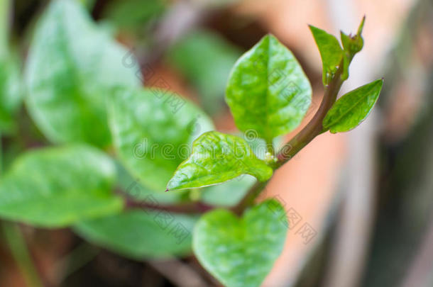 马拉巴<strong>印花</strong>布茄属<strong>植物</strong>菠菜