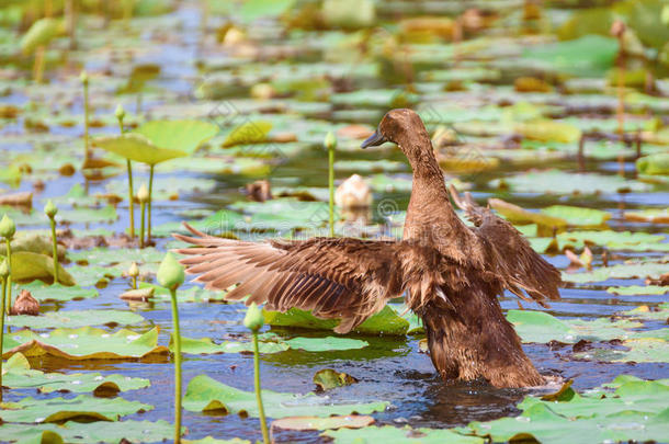 棕色的鸭游泳采用指已提到的人莲花池塘.