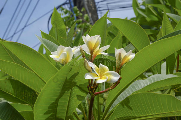 白色的梅花花盛开的向树,休闲健身中心花