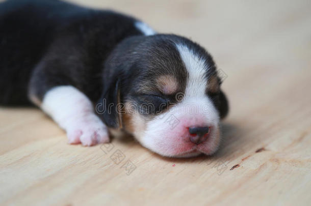 纯的产猎兔犬小狗是（be的三单形式睡眠和有样子的