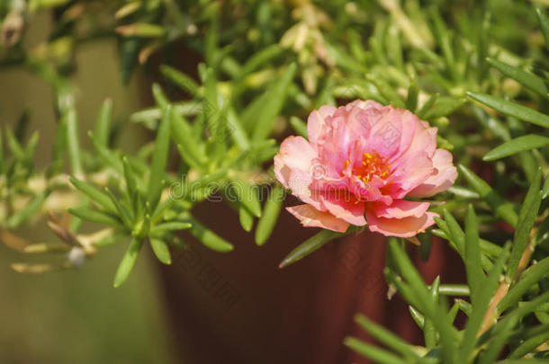 粉红色的马齿苋属的植物马齿苋花