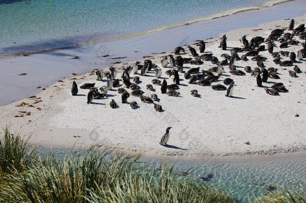 麦哲伦的企鹅殖民地<strong>吉普</strong>赛人小海湾,FalklandIslandsandDependencies