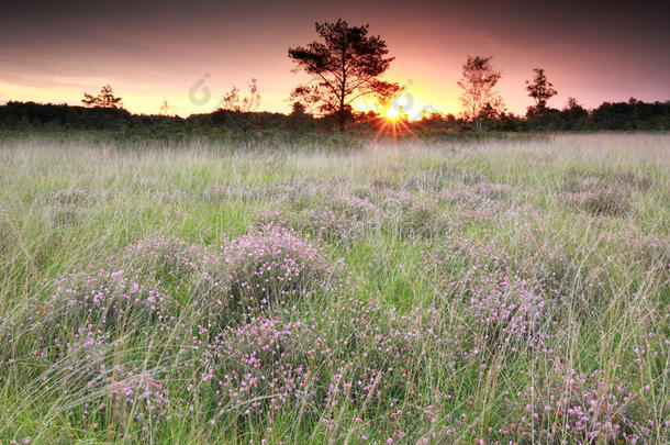 紫色的日出越过沼泽和石南属植物