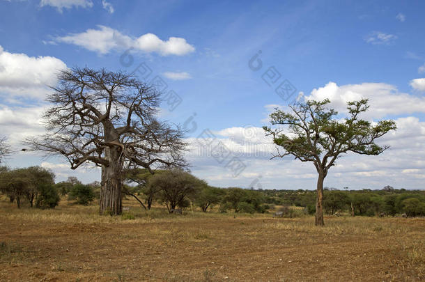 非洲的猴面包树