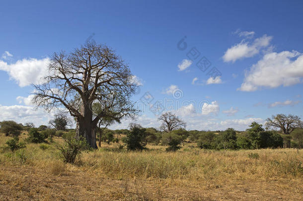 非洲的猴面包树