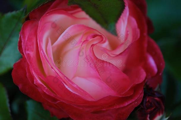 美丽的粉红色的<strong>玫瑰</strong>采用夏花园看法
