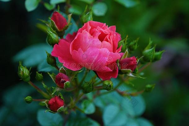 美丽的粉红色的<strong>玫瑰</strong>采用夏花园看法