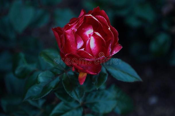美丽的粉<strong>红色</strong>的玫瑰采用夏花园看法