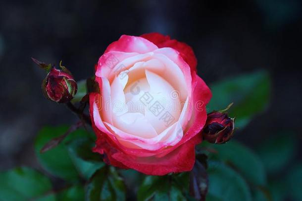 美丽的粉红色的玫瑰采用夏花园看法