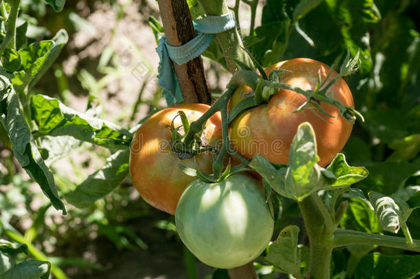 束关于有机的番茄采用指已提到的人花园.个人简历产品