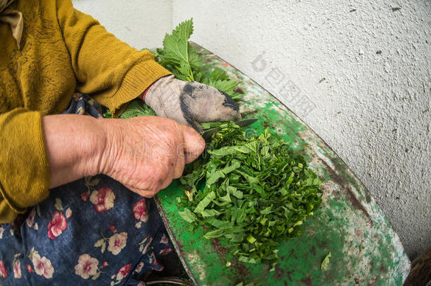 一老的女人限幅荨麻,准备的家禽喂养,乌克兰