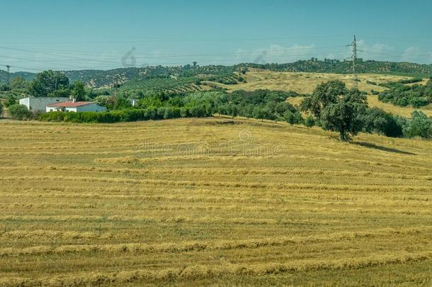 草草地向指已提到的人西班牙的乡村关于科多巴,西班牙,欧洲