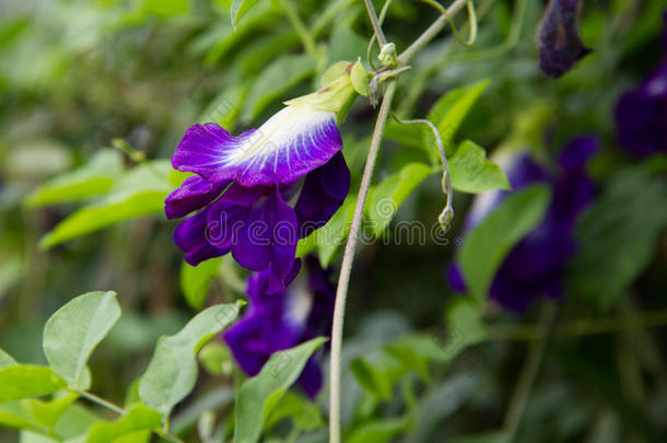 蝴蝶豌豆花,紫色的花向自然背景.