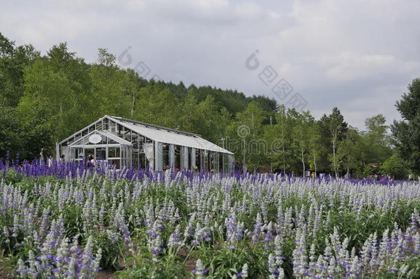 花从富田薰衣草农场,Hokkiado