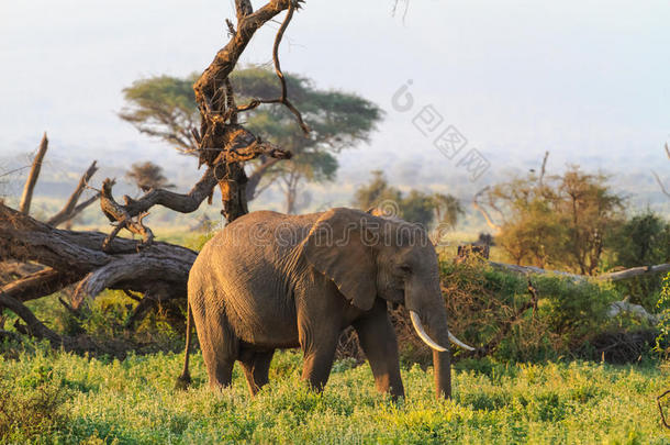 象从无树平原关于安博塞利.肯尼亚,乞力马扎罗山山.
