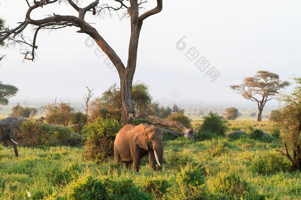 象.无树平原关于安博塞利.肯尼亚,<strong>乞力马扎罗山</strong>山.