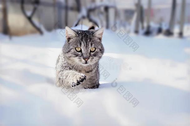 雄猫采用指已提到的人雪