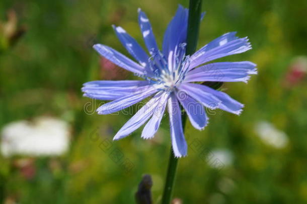 一花关于菊苣.