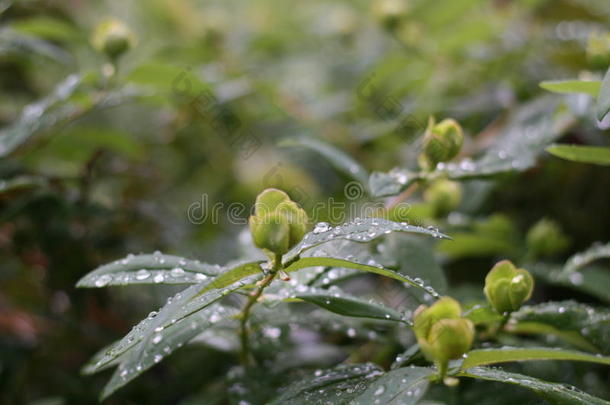 湿的花<strong>雨</strong>宏指令自然爆裂关于芽