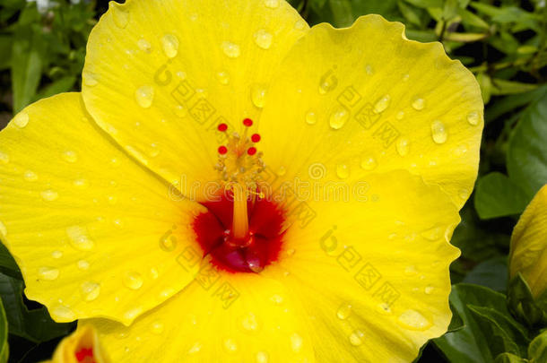 黄色的木槿花和雨落下向指已提到的人花瓣