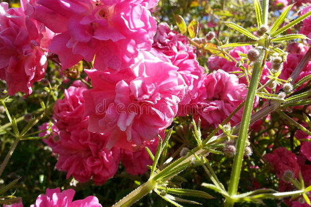 葱翠的粉红色的花
