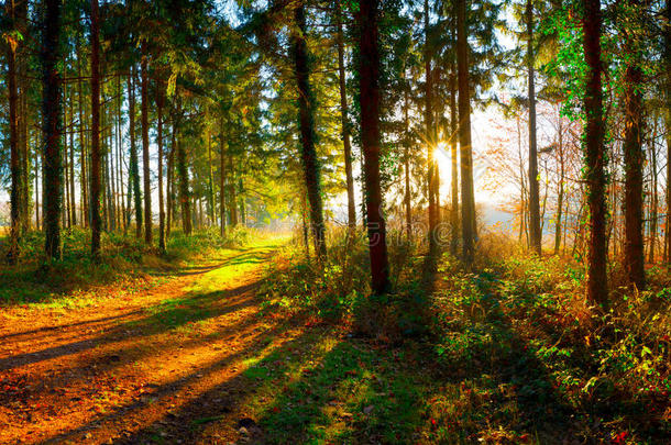 太阳光亮的采用秋森林