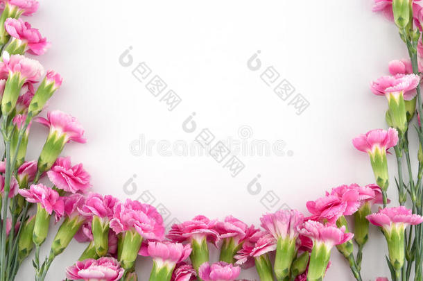 粉红色的康乃馨花向白色的背景