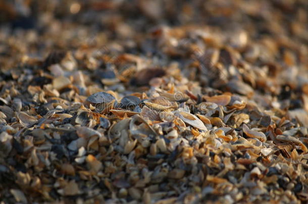 背景关于破碎的海中软体动物的壳碎片向指已提到的人沙的海滩关于这样
