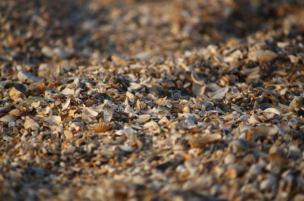 背景关于破碎的海中软体动物的壳碎片向指已提到的人沙的海滩关于这样