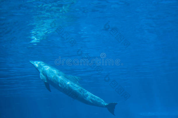 宽吻海豚海豚宽吻海豚属坎,在水中的看法