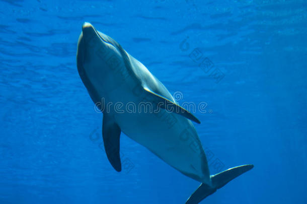 宽吻海豚海豚宽吻海豚属坎,在水中的看法.