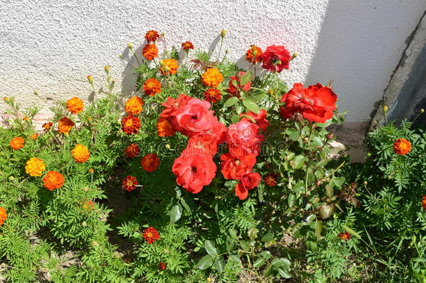 美好的花采用庭院采用仲夏